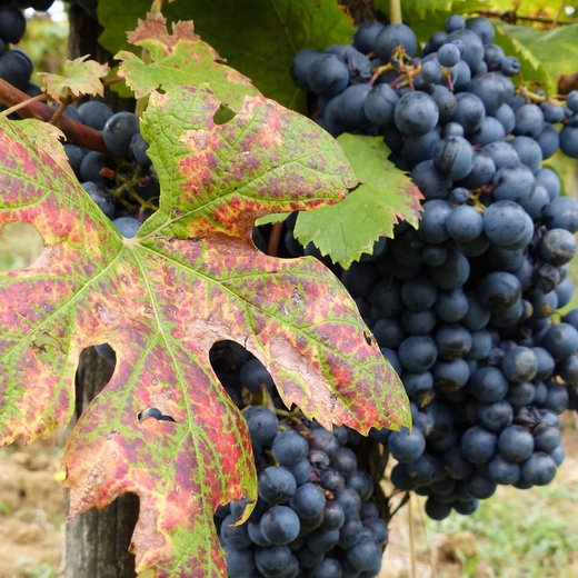 Weintrauben am Blatt La Spinosa