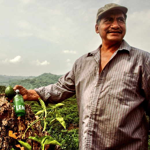 Limettenbauer aus Mexiko auf seiner Plantage