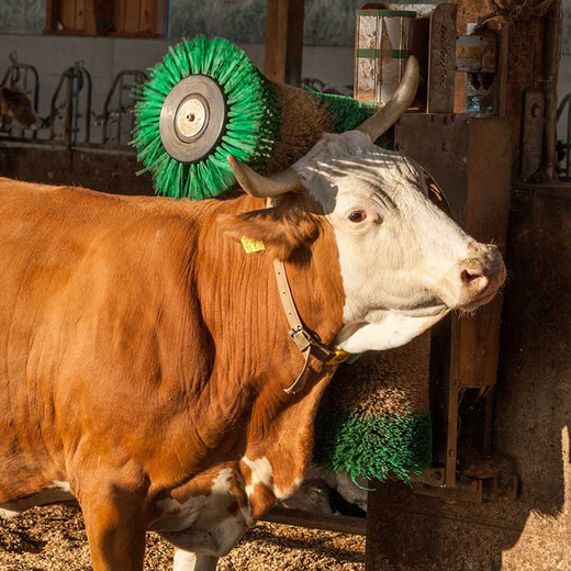 Massage-Bürsten für die Kühe