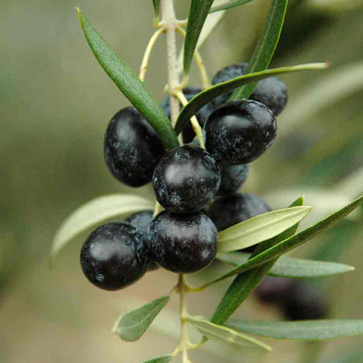 Schwarze Oliven von Vita Verde am Strauch