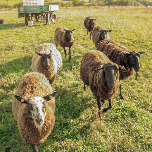 180 Schafe gehören zum Hof der Jakobsberger MilchHandwerker.