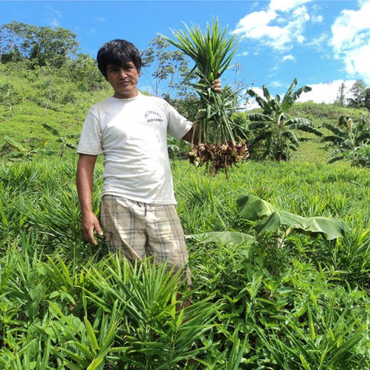 Peruanischer Bio-Ingwerbauer